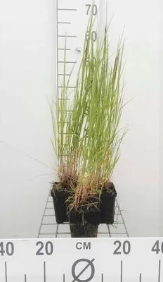 Produktbild von 6 x Melica ciliata - Blau-Sandroggen - Topf 9 x 9 cm