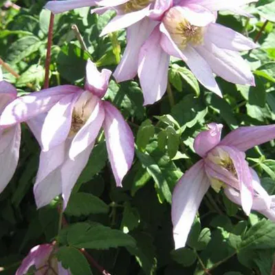 Obrázek produktu pro 2 x  plamének  - Clematis 'Pink Flamingo'  | 50-60 cm v kontejneru