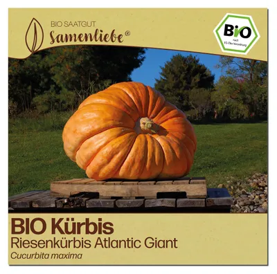 Produktbild von Samenliebe  Kürbis Samen | Atlantic Giant - riesen - samenfestes  Saatgut