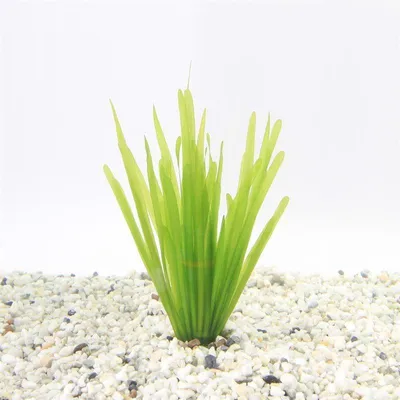 Productafbeelding van Moerings Vallisneria Spiralis | Rechte Vallisneria | In Bos met Loodje