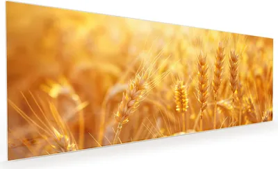 Produktbild von Küchenrückwand Spritzschutz Glas mit Motiv Weizenfeld Sonnenuntergang 40 x 40 cm