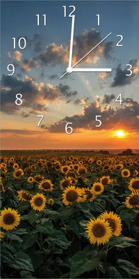 Produktbild von Wallario Design Wanduhr bedruckt, Größe 30 x 60 cm, Motiv: Sonnenblumenwiese vor Wolken mit Sonnenuntergang