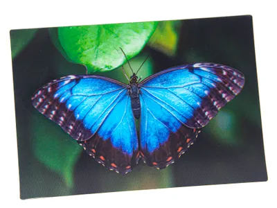 Produktbild von 3D Postkarte Blauer Morphofalter