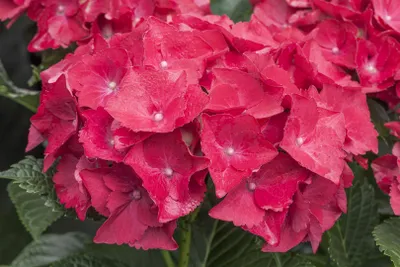 Produktbild von Hydrangea macrophylla 'Hot Red', Hortensie, leuchtend rot, 30–40 cm