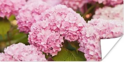 Produktbild von MuchoWow® Poster Busch - Blumen - Rosa - Hortensie 40x20 cm - Poster für die Wand - Poster Schlafzimmer