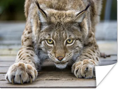 Produktbild von MuchoWow® Poster Luchs streckt sich 40x30 cm - Plakate für die Wände - Poster Wohnzimmer