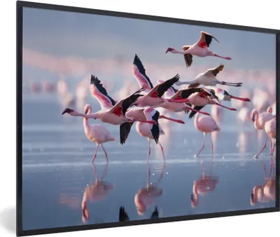 Produktbild von MuchoWow® Gerahmtes Poster Flamingo - Vogel - Wasser - Rosa 90x60 cm - Poster mit Schwarzem Bilderrahmen Wandposter Rahmen Foto Bilder - Fotorahmen - Foto-Plakat