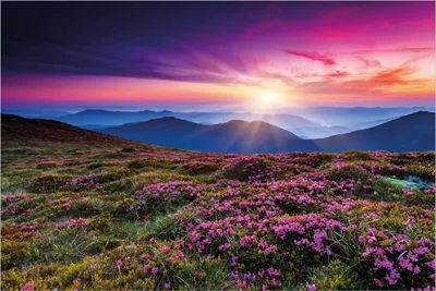 Produktbild von Wallario Poster - Blumenbedeckte Wiese bei Sonnenuntergang, Kunstdruck Größe: 61 x 91,50 cm