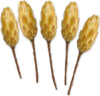 Produktbild von Zuckerbüsche Protea 5er Set Trockenblumen natur hell gebleicht 30 - 40 cm