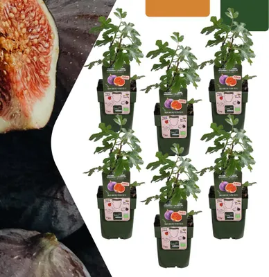 Obrázok produktu pre figovník – Ficus carica – Ø 13 cm – ↕ 20 cm – 6 rastlín – ovocný strom do záhrady, na balkón a terasu – vlastná výsadba, mrazuvzdorný