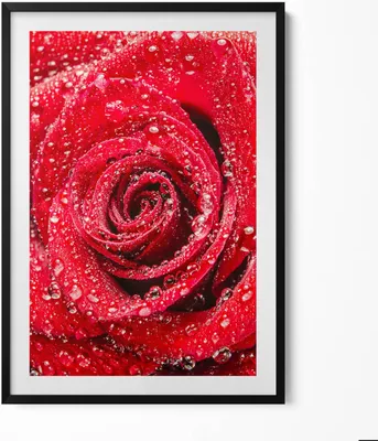 Produktbild von Rose auf den Blütenblättern einer roten Rose– Wandbild mit Rahmen – Gerahmtes Bild  – Wanddekoration – 70x100 cm –  Schwarz Rahmen