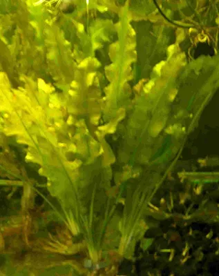 Produktbild von 1 Aponogeton Crispus, Krause Wasserähre, Pflanze
