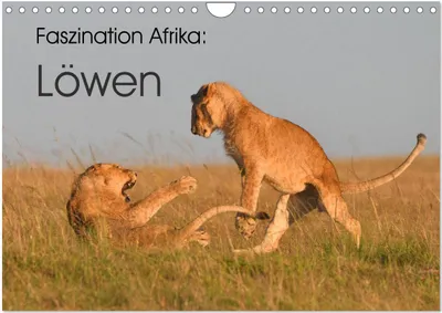 Produktbild von Faszination Afrika: Löwen (Wandkalender 2026 DIN A4 quer), CALVENDO Monatskalender