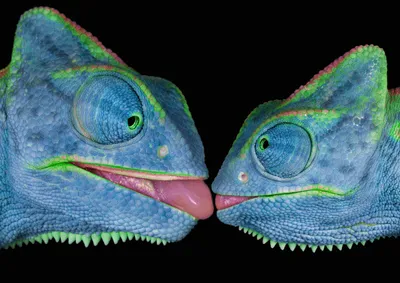 Produktbild von 3 D Ansichtskarte Chamäleons, Postkarte Wackelkarte Hologrammkarte, Tier Chamäleon Echsen