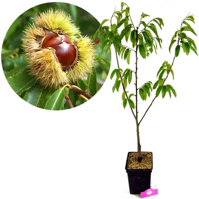 Produktbild von Set mit 3 Nussbäume – 1 Kastanie, 1 Pekannuss, 1 Mandel – Höhe 90cm – 3 Liter Topf
