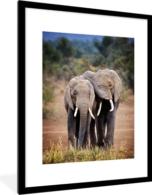Produktbild von MuchoWow® MuchoWow® Gerahmtes Poster Elefant - Tiere - Bäume - Natur 60x80 cm - Poster mit zchwarzem Bilderrahmen - Wohnzimmer - Dekorationen - Prämie