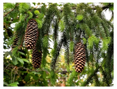 Produktbild von Gemeine Fichte Picea abies Pflanze 25-30cm