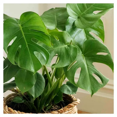 Produktbild von Große Monstera Deliciosa Topfpflanze - Fensterblatt Zimmerpflanze, immergrün, luftreinigend, Größe inkl. Topf 50-60 cm, geeignet für Büro, Badezimmer, Wohnzimmer