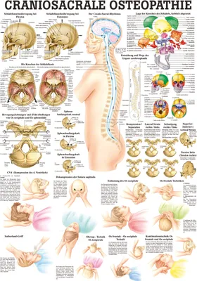 Produktbild von Craniosacrale Osteopathie Lehrtafel Anatomie 100x70 cm medizinische Lehrmittel