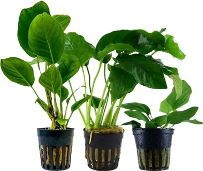 Produktbild von Anubias Set mit 3 Pflanzen Aquariumpflanzen Wasserpflanzen AquaOne Set Nr.242