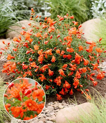 Produktbild von BALDUR Garten 1x Punica 'Uniqa®', Pflanze im 12 cm-Topf, ein Juwel für jeden Garten, Blüte den ganzen Sommer über, dekorative Mini-Zierfrüchte, pflegeleicht, mehrjährig, winterhart