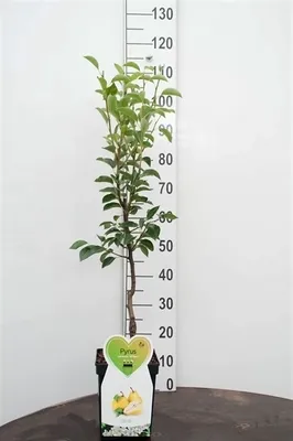 A young pear tree in a pot, standing next to a height chart.