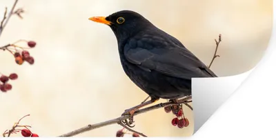 Produktbild von MuchoWow® Wandtattoo Wandsticker Wandaufkleber Amsel - Vogel - Zweige - Beere - Rot 40x20 cm Selbstklebend und Repositionierbar - Aufkleber