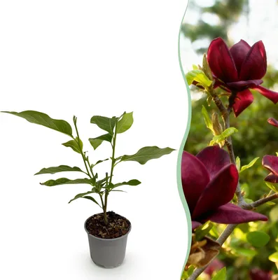 Produktbild von GreenboutiQ - Gartenpflanze - Magnolia Genie - Blüte Lila - 1 Pflanze - Laubabwerfend - Wenig Pflege - Topf 12cm Höhe 30cm