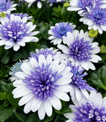 Produktbild von BALDUR Garten 2x Kapkörbchen '3D Steel Blue®', Pflanzen im 10,5 cm Topf, große gefüllte Blüten, offen bleibende Blüten, spektakuläre Farbe, pflegeleicht