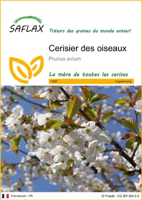Image de SAFLAX  - Cerisier des oiseaux - 10 graines - Prunus