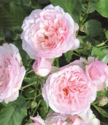 Produktbild von Kletterrose Divinia ® - hellrosa - Duft +++++ - Tantau Rosen - ADR Auszeichnung