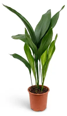 Produktbild von Aspidistra Elatior Zimmerpflanze, 50 cm hoch, 13 cm Topf, pflegeleicht und widerstandsfähig, KI-generiertes Bild