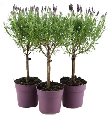 Imagen del producto de Lavanda, juego de 3 tallos, 50 cm