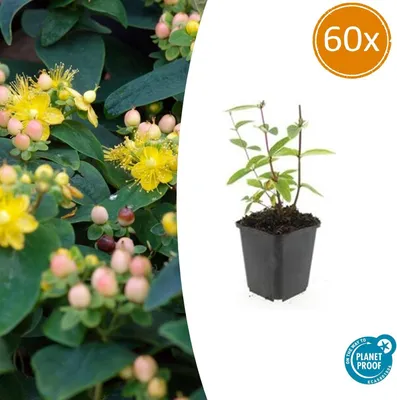 Image de Hypericum inodorum 'Annebel' | 60 pièces - 10-25cm - Ø9cm - Plante de jardin