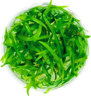 Produktbild von Eco Plant - Sagittaria Subulata - InVitro Mini-Becher Eco Plant
