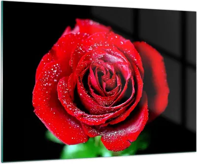 Produktbild von Bilder auf glas - Rose Blume Blütenblätter Wasser - 100x70cm - Glasbilder - Wandbilder - Kunstdruck - zum Aufhängen bereit - Wanddekoration aus Glas - Glas Bilder - Wandbild auf Glas - GAA100x70-0370