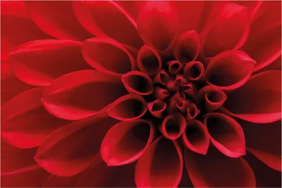 Produktbild von Wallario Poster - Rote Dahlienblüte in Nahaufnahme, Kunstdruck Größe: 61 x 91,50 cm