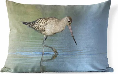 Produktbild von MuchoWow® Outdoor Kissen - Rotschnabelschnepfe steht im Wasser - 60x40 cm - Wetterfest - Lounge Kissen - Zierkissen - Kissen für Innenräume