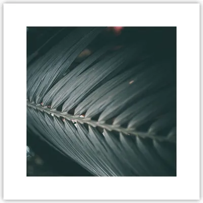 Produktbild von Poster - Poster ohne Rahmen - Blatt Palme exotisch - 30x30 cm - Wand Bild - Wanddeko - Wandbilder - Kunstposter - Wandposter - Bilder - Kunstdruck - Wanddekoration - Wandbild - P2XAC30x30-4907