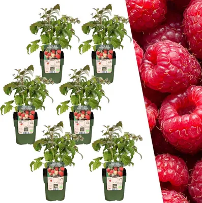 Produktbild von Himbeerenpflanzen6x - Ø 13 cm - ↨ 20 cm