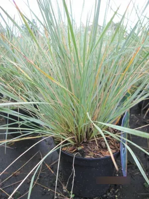 Produktbild von Blaustrahlhafer Saphirsprudel - Helictotrichon sempervirens Saphirsprudel