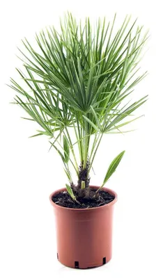 Produktbild von Winterharte Zwergpalme 30-35 cm Chamaerops humilis Eine der kältetolerantesten Palmenarten in Europa