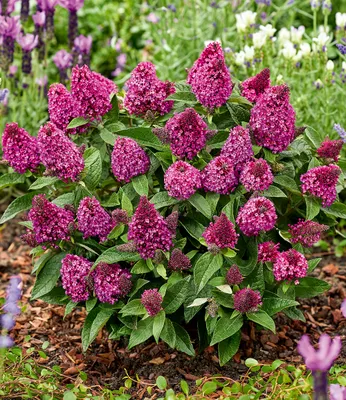 Produktbild von BALDUR Garten Zwerg-Schmetterlingsflieder 'Little Rockstars®' rot,1 Pflanze, super kompakt, niedriger Wuchs, blüht monatelang, ideal für Terrasse & Balkon, duftende Blüten, winterhart & pflegeleicht