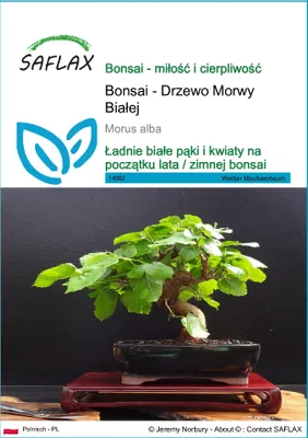 Zdjęcie produktu dla SAFLAX - Bonsai - Drzewo Morwy Białej - 200 Nasiona - Morus alba