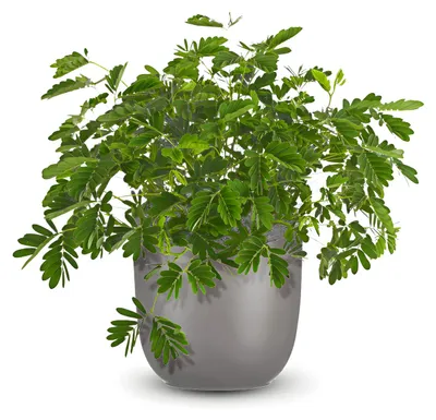 Produktbild von Pflanzensamen, Echte Mimose