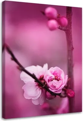 Produktbild von Leinwandbild rosa blüte und knospen auf einem zweig 60x90 cm Feeby rosa wandbild bereit zum aufhängen