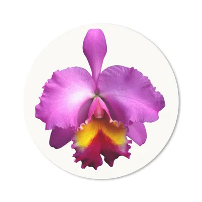 Produktbild von MuchoWow® Mauspad Mousepad Nahaufnahme Orchidee 50x50 cm - Mousepads - Maus Mat - Pad - Mausunterlage - Vinyl