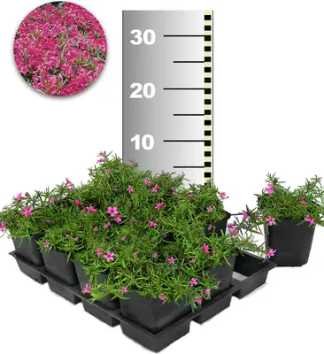 Produktbild von BALDUR Garten 50x Roter Teppich-Phlox, Pflanzen im 9x9 cm-Topf, Polsterphlox, winterharte Staude, Bodendecker, trockenresistent, mehrjährig, bienenfreundlich, pflegeleicht, Wasserbedarf gering