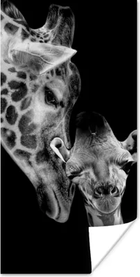 Produktbild von MuchoWow® Poster Porträt - Giraffe - Tiere - Schwarz - Weiß 60x120 cm - Wandschmuck