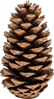 Produktbild von Pinus maritima, 14-18cm  | Maritima Tannenzapfen